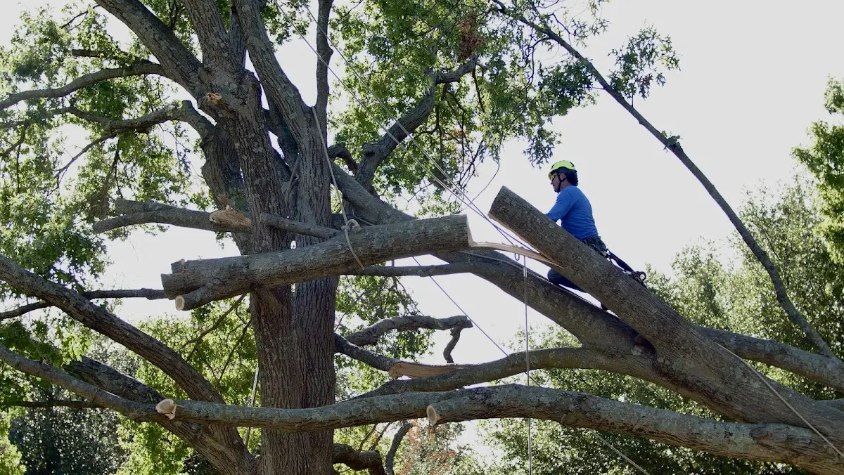 Professional Hazardous Tree Removal performed by certified arborists in Farnham