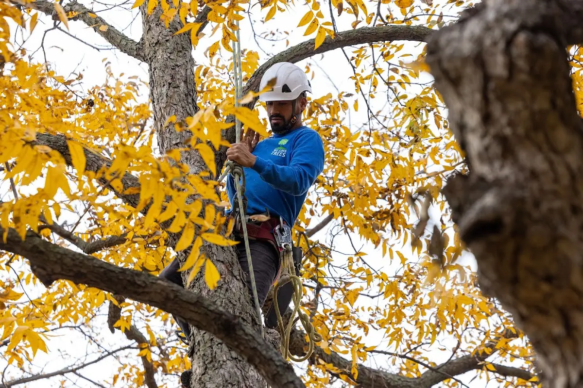 Skilled Emergency Tree Service crew working in Farnham